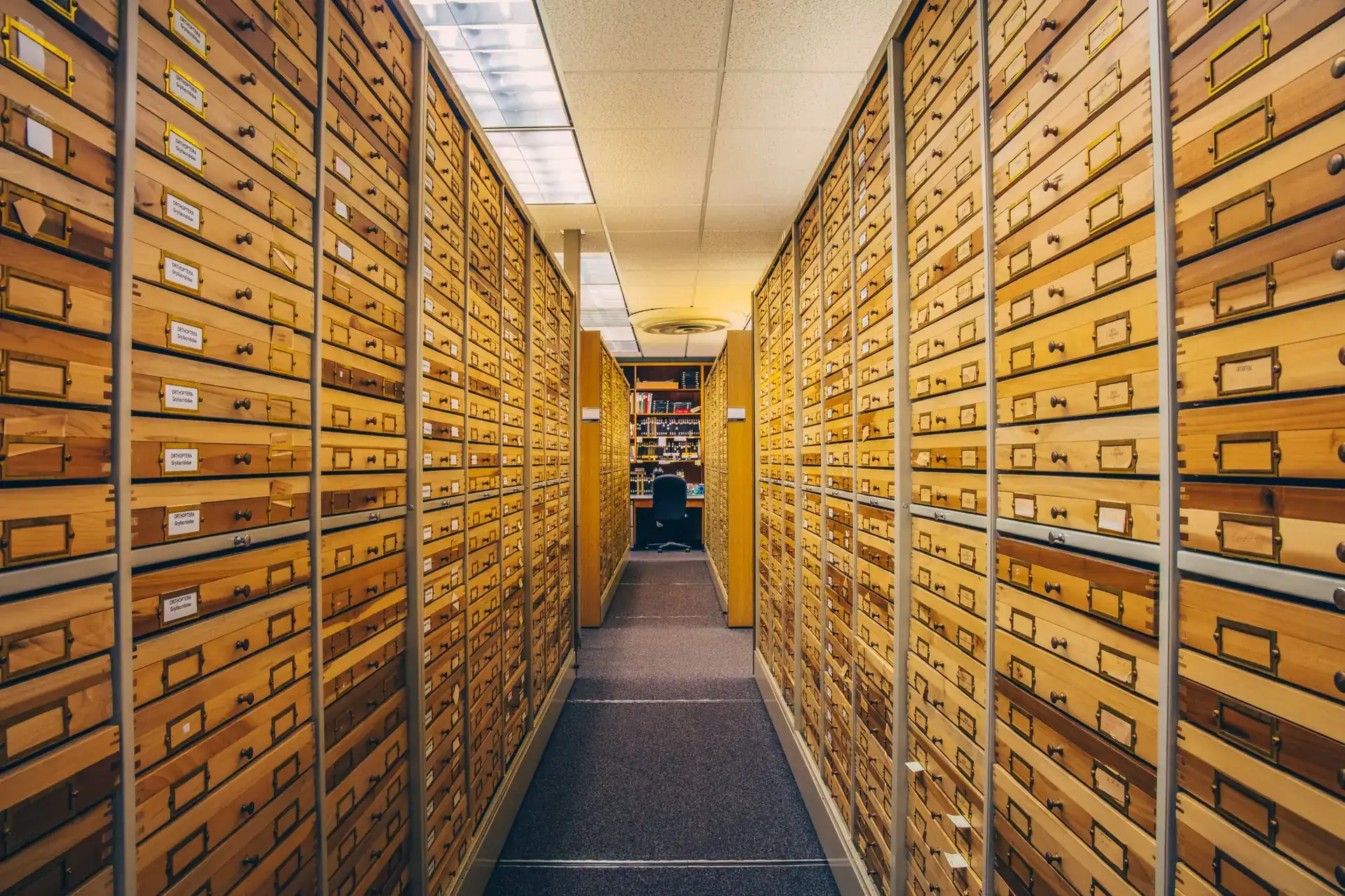 Aisle of museum cabinets in an insect collection